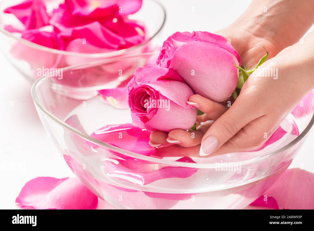 Female hands and bowl of spa water with pink roses and  petals Stock Photo