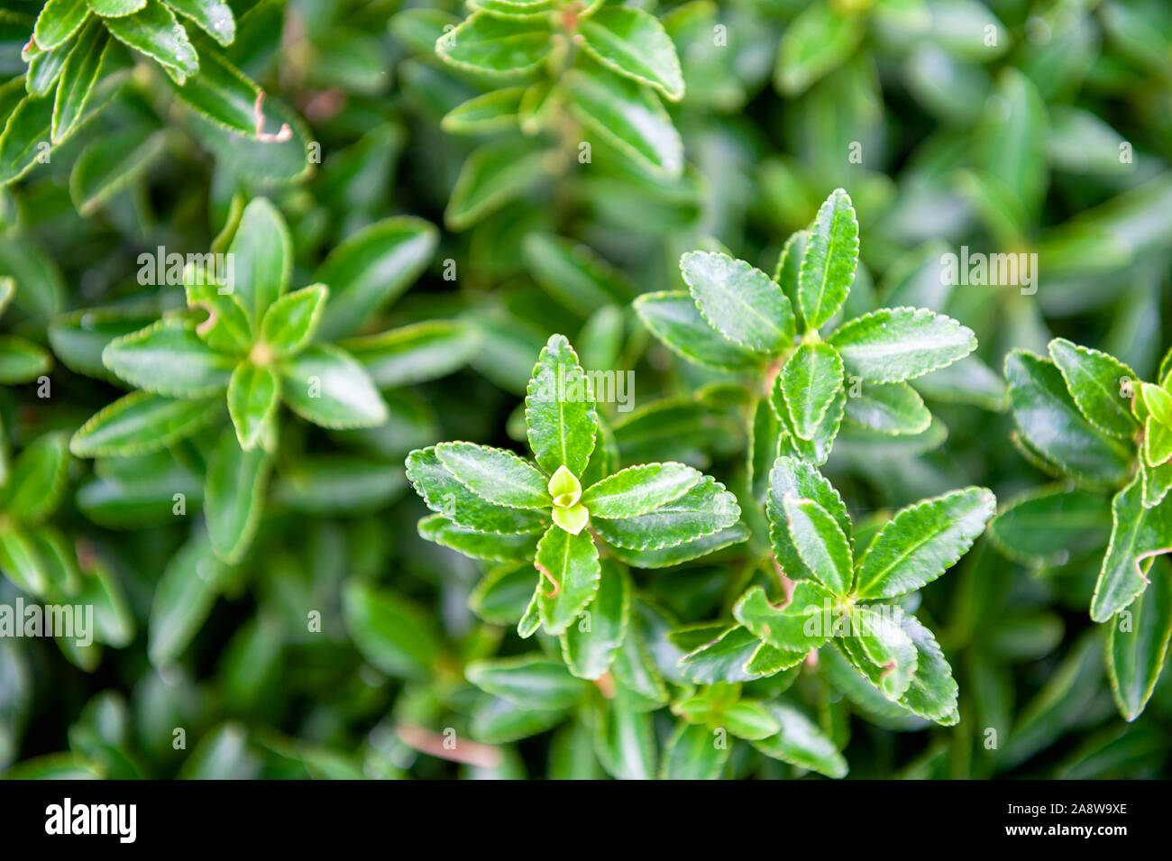 Green leaves Euonymus japonicus Microphyllus Stock Photo