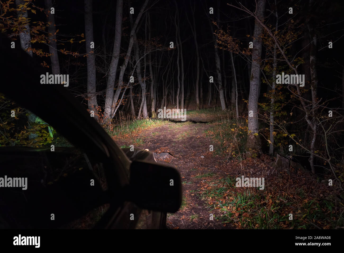 Car Headlamp Light In Night Forest Stock Photo Alamy Car Headlamp Light In Night Forest Stock Photo Alamy
