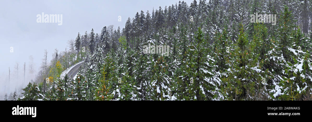 Black Forest in Wintertime - Panorama Stock Photo