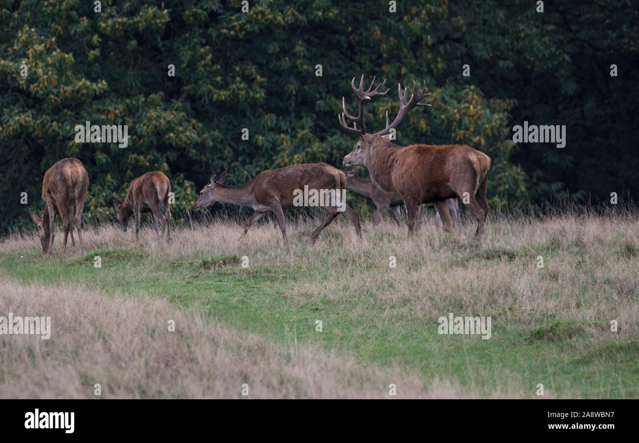 Fallow Red Oh my Deer! Red and fallow deer in rutting season in Richmond Park ...