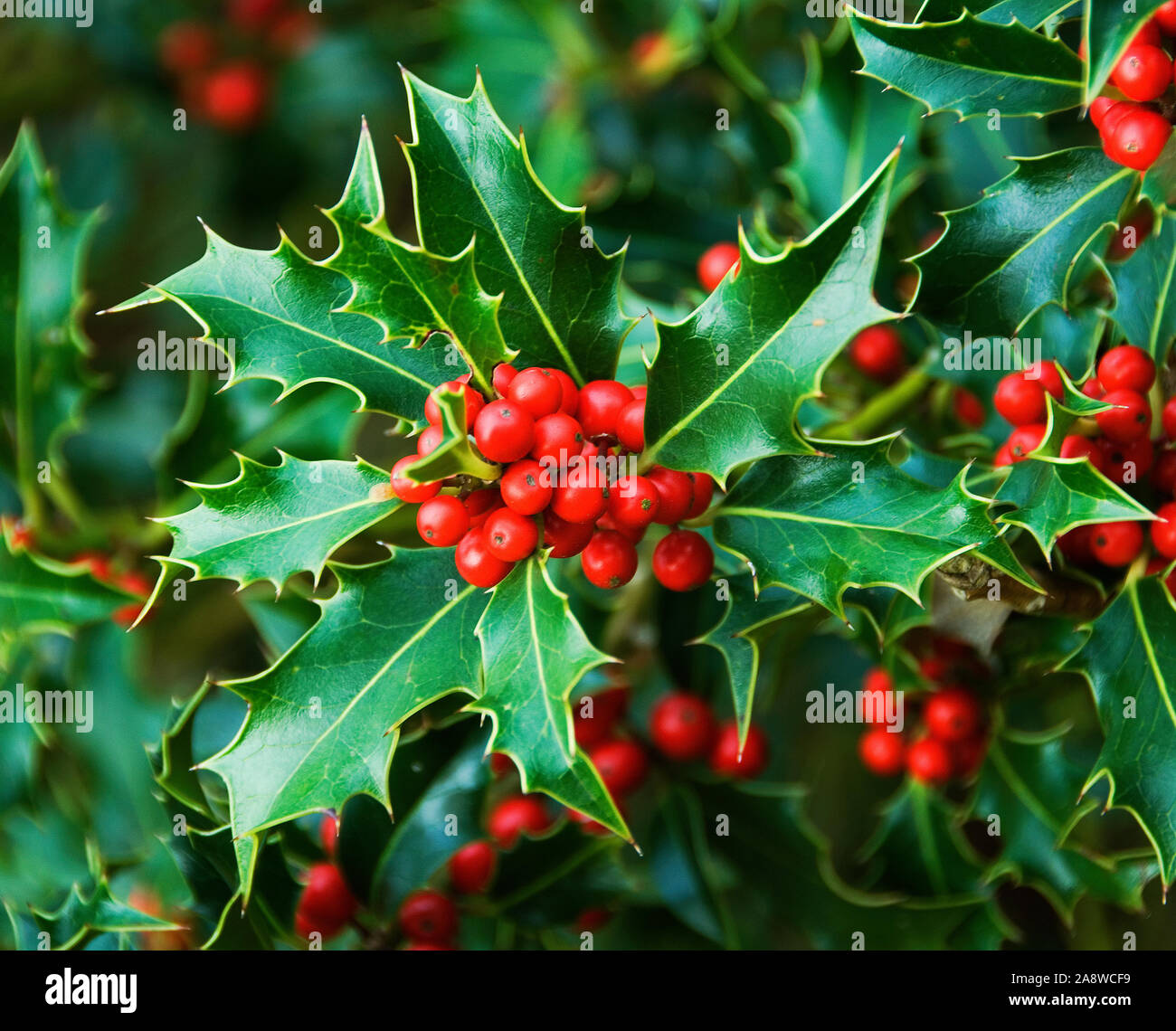 List 93+ Pictures Plant With Red Berries And Green Leaves Latest