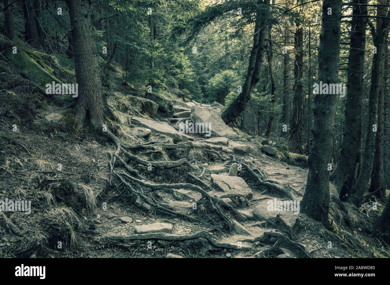 Dark spooky forest with tree roots like monster hands. Mystic trail in ...