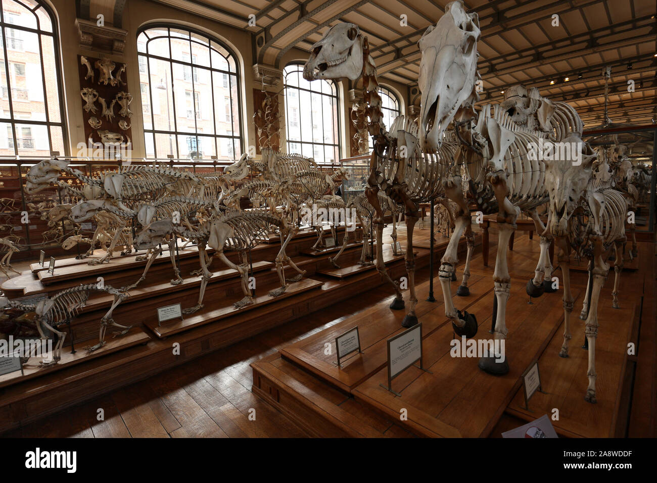 Galerie de paleontologie et d'anatomie comparée National Natural History Museum of Paris Galerie de paleontologie et d'anatomie comparée National Natural History Museum of Paris