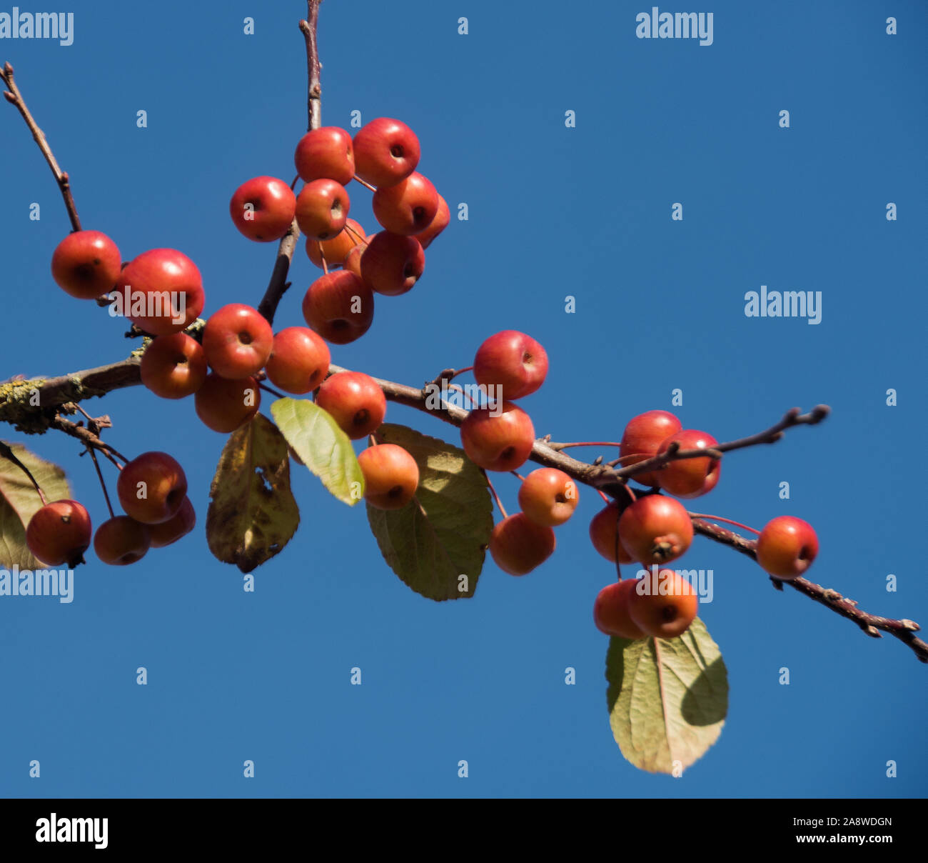 malus-sylvestris-crab-apple-stock-photo-alamy