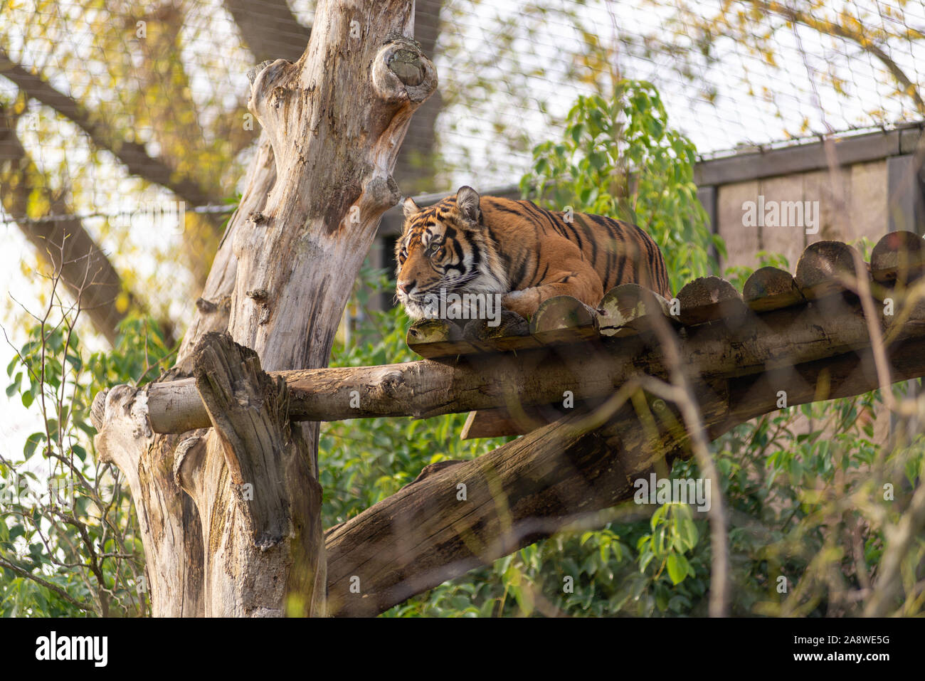 Sumatran tiger at London Zoo Stock Photo