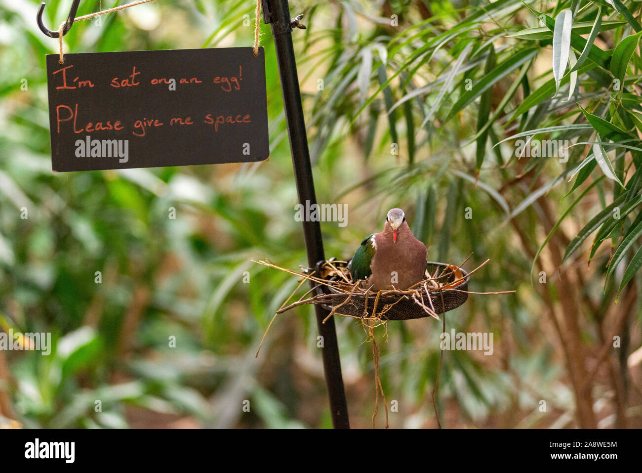 An exotic bird in Blackburn Pavilion at London Zoo sitting on an eggs in a nest with a warning sign Stock Photo