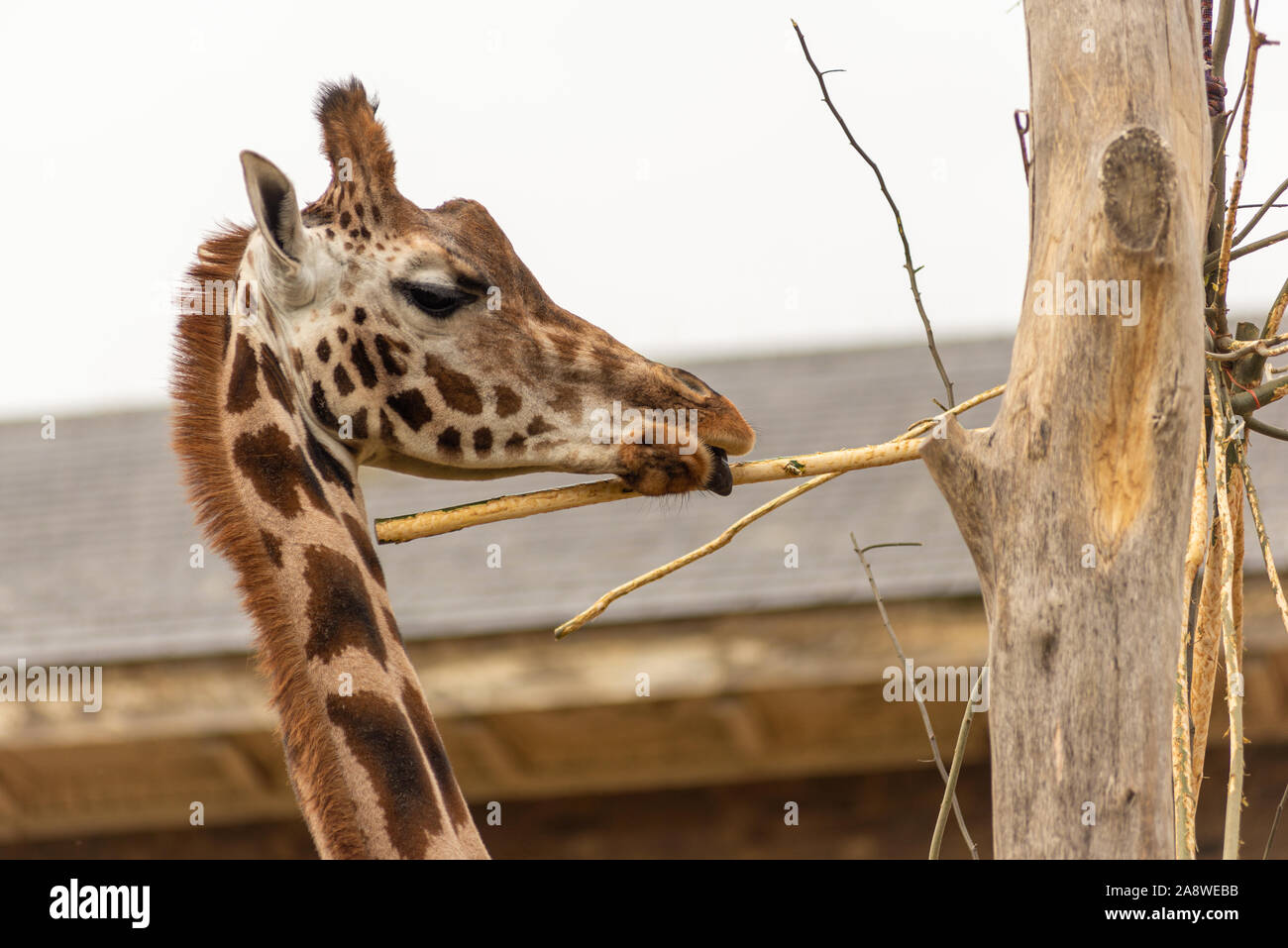 Giraffe feeding at London Zoo Stock Photo