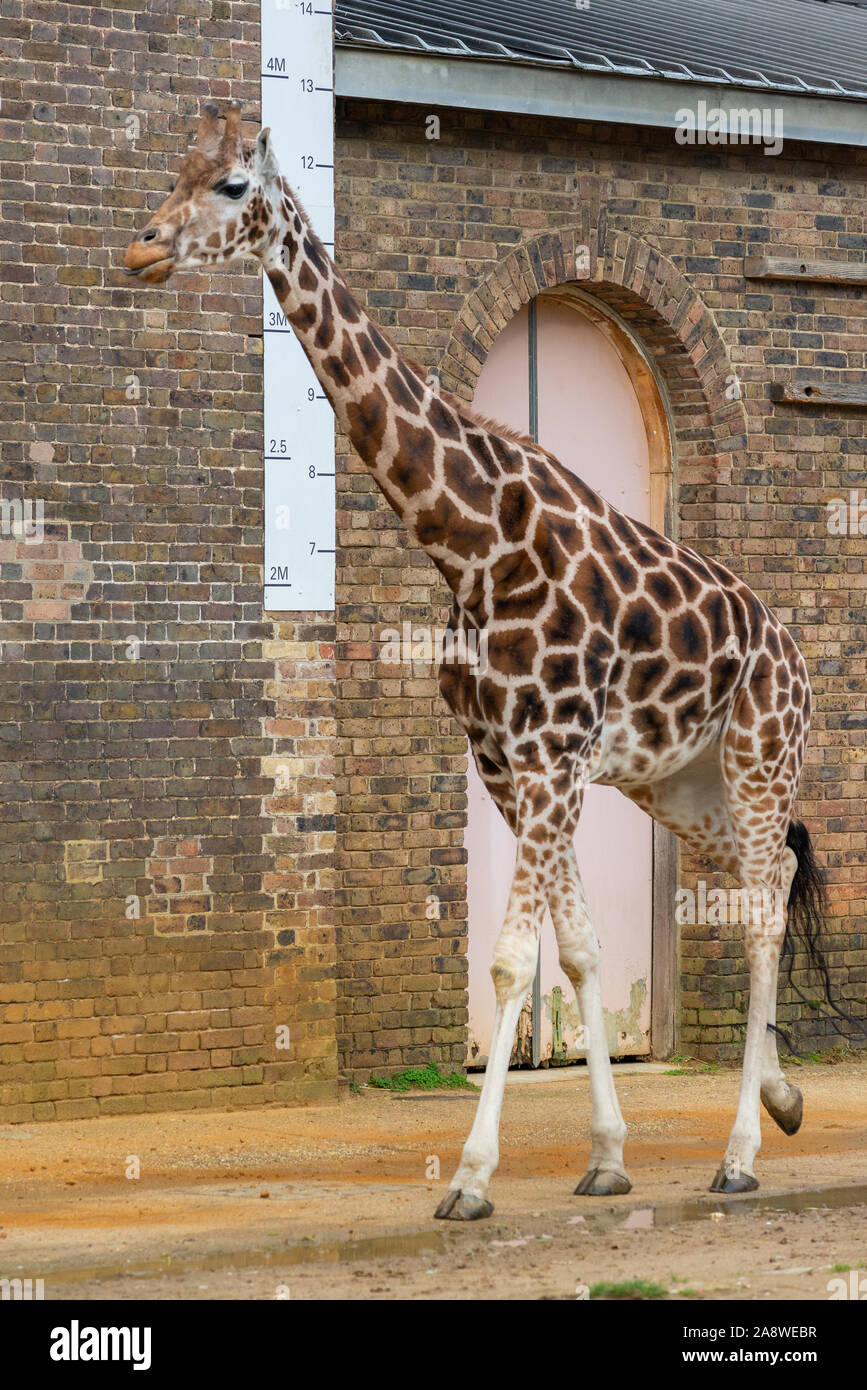 Giraffe walking past a height measure at London Zoo Stock Photo