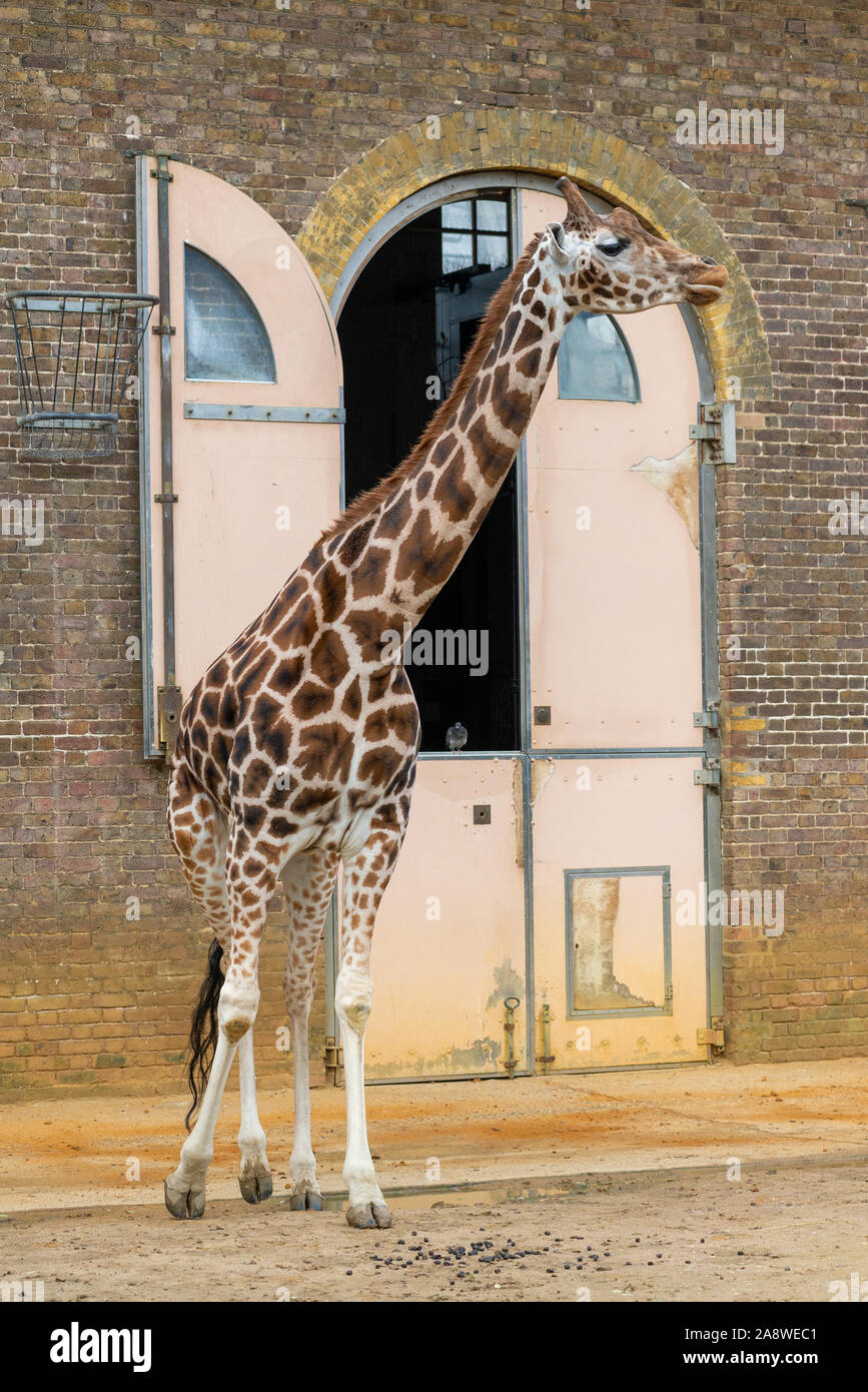 Giraffe standing outside the tall doors of the giraffe house at London Zoo Stock Photo