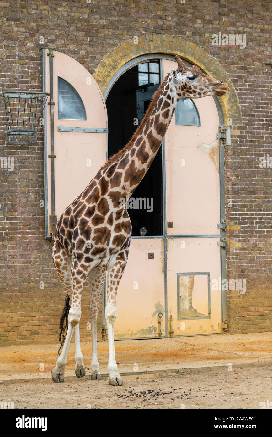 Giraffe standing tall hi-res stock photography and images - Alamy