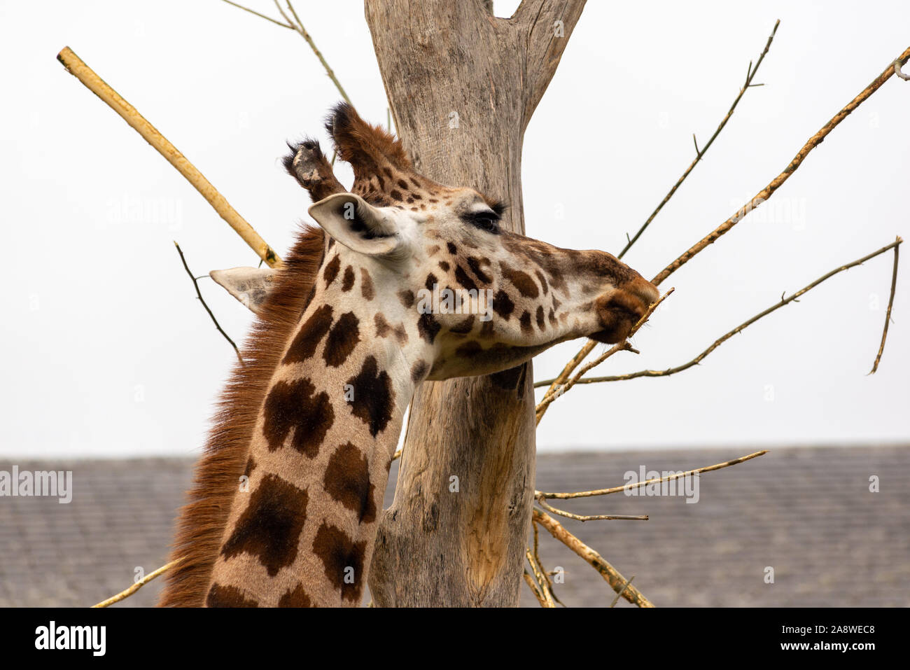 Giraffe feeding at London Zoo Stock Photo