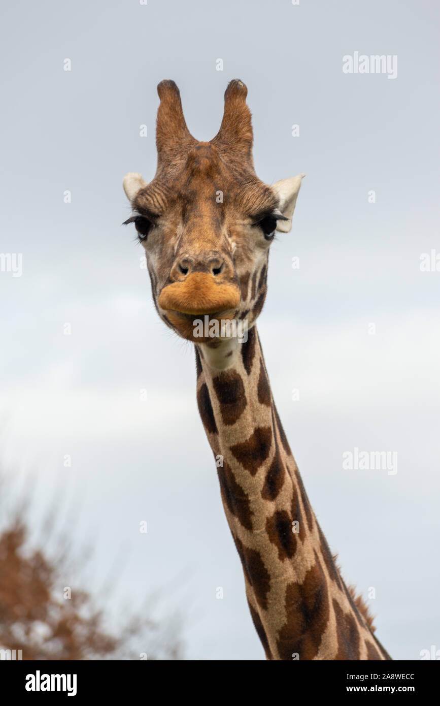 Giraffe head and neck at London Zoo Stock Photo