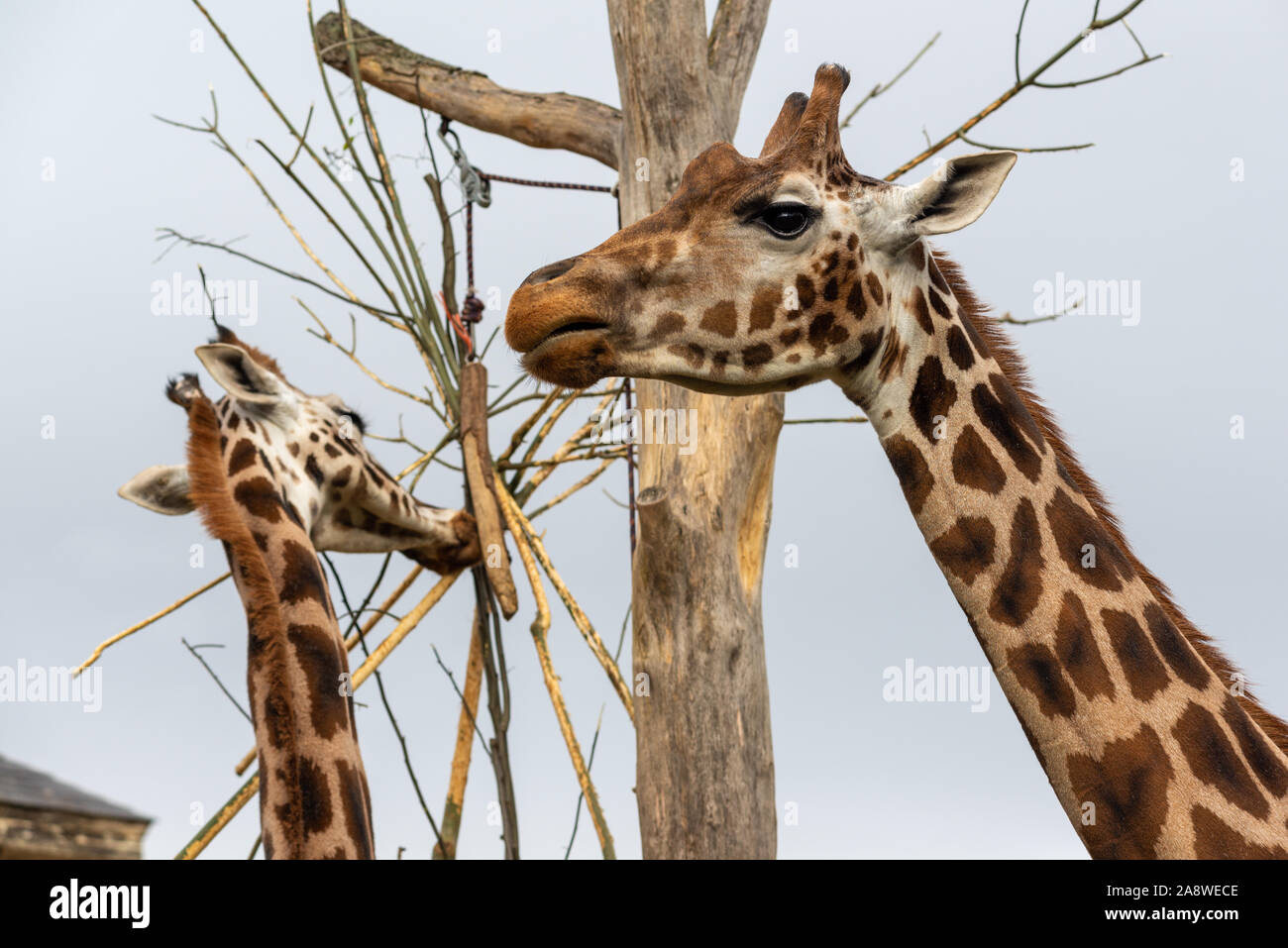Giraffes at London Zoo Stock Photo Alamy