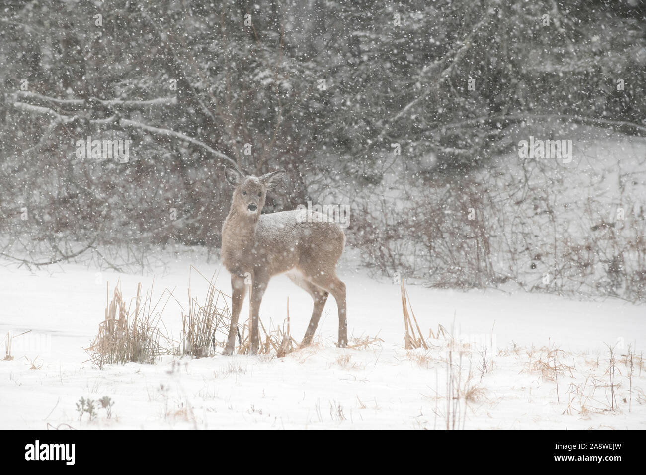 White-tailed Deer (Odocoileus virginianus) fawn on a snow-covered pond. Acadia National Park, Maine, USA. Stock Photo