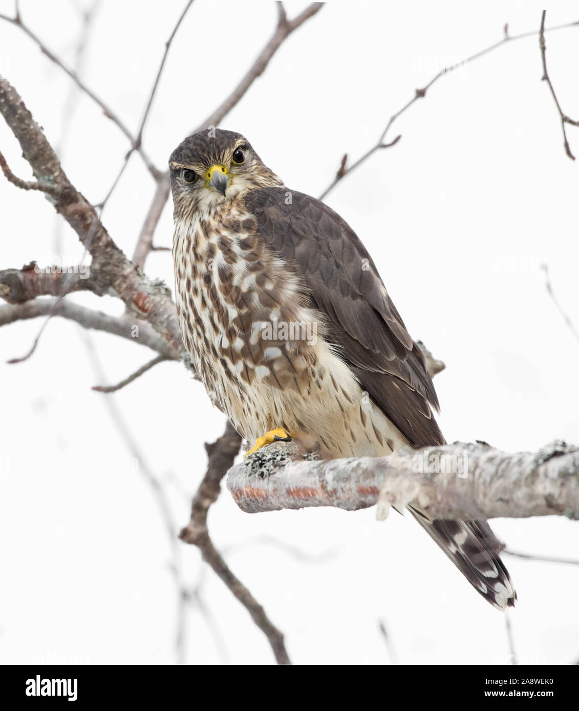 Merlin (Falco columbarius). Acadia National Park; Maine; USA. Stock Photo