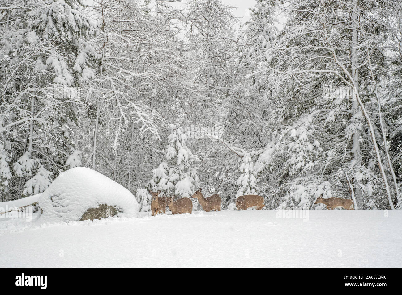 White-tailed Deer (Odocoileus virginianus) on the move during a blizzard. Acadia National Park, Maine, USA. Stock Photo