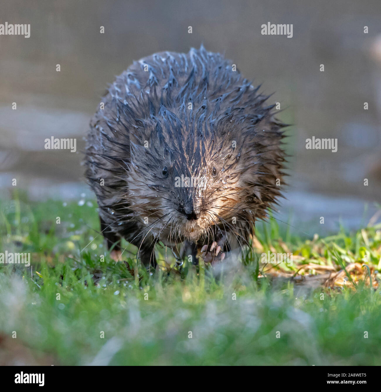 Muskrat (Ondatra zibethicus). Acadia National Park, Maine. Stock Photo