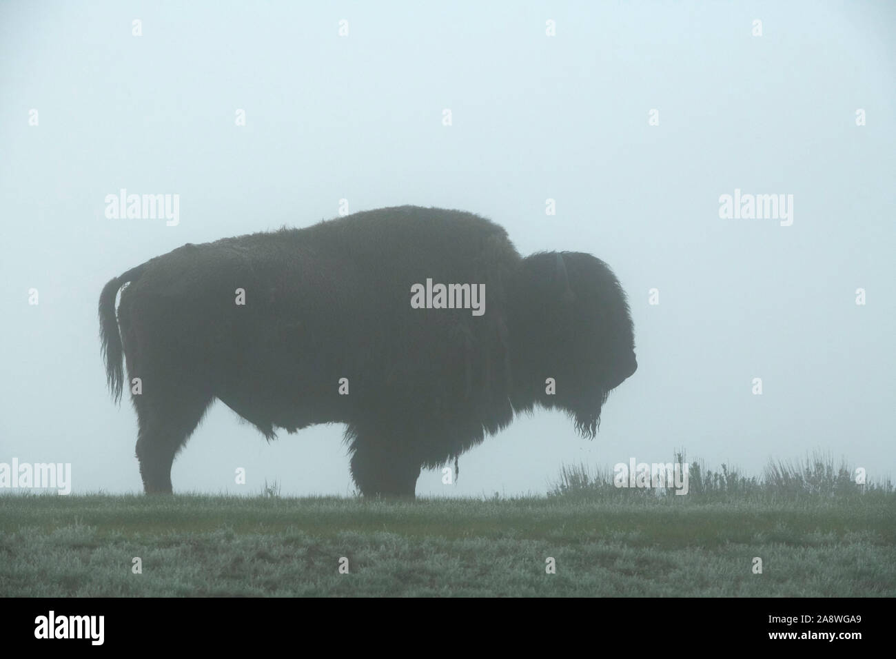 American Buffalo or Bison (Bison bison).  A mature bull in the fog. Yellowstone National Park, Wyoming, USA. Stock Photo