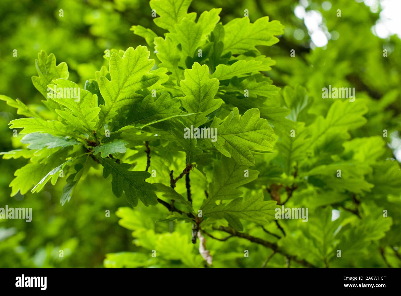 Close up view of English Oak Tree leaves Stock Photo