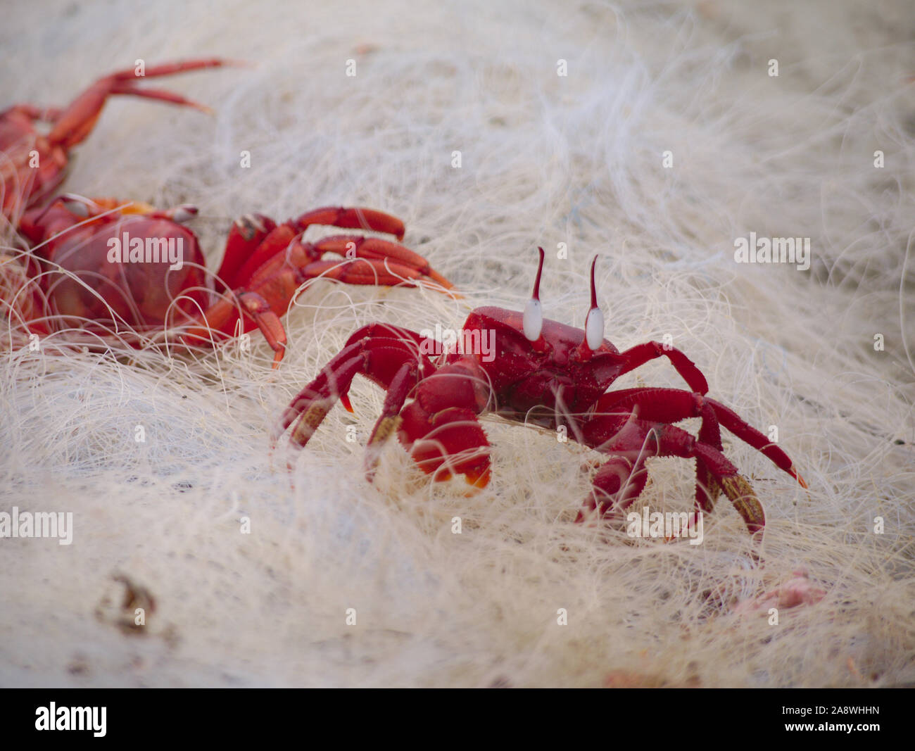 Red Ghost Crabs stuck in a disused fishing net discarded on Cox's Bazar