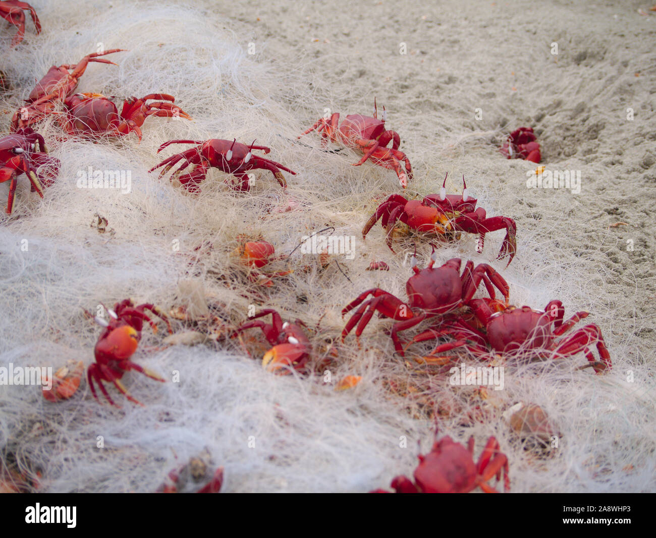 Red Ghost Crabs stuck in a disused fishing net discarded on Cox's Bazar Beach Stock Photo