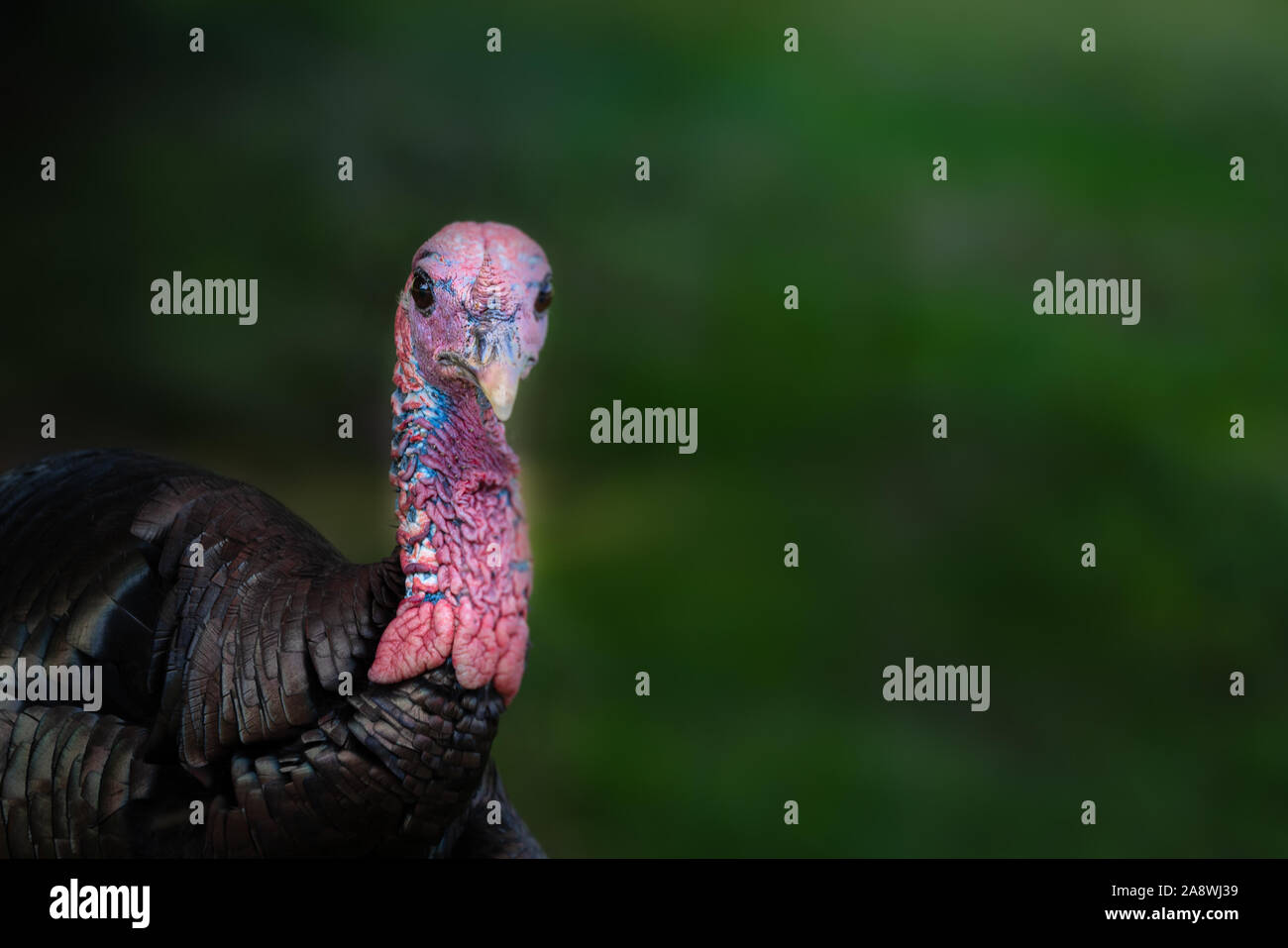 Portrait of a wild turkey hen's head and neck against a green background with copy space Stock