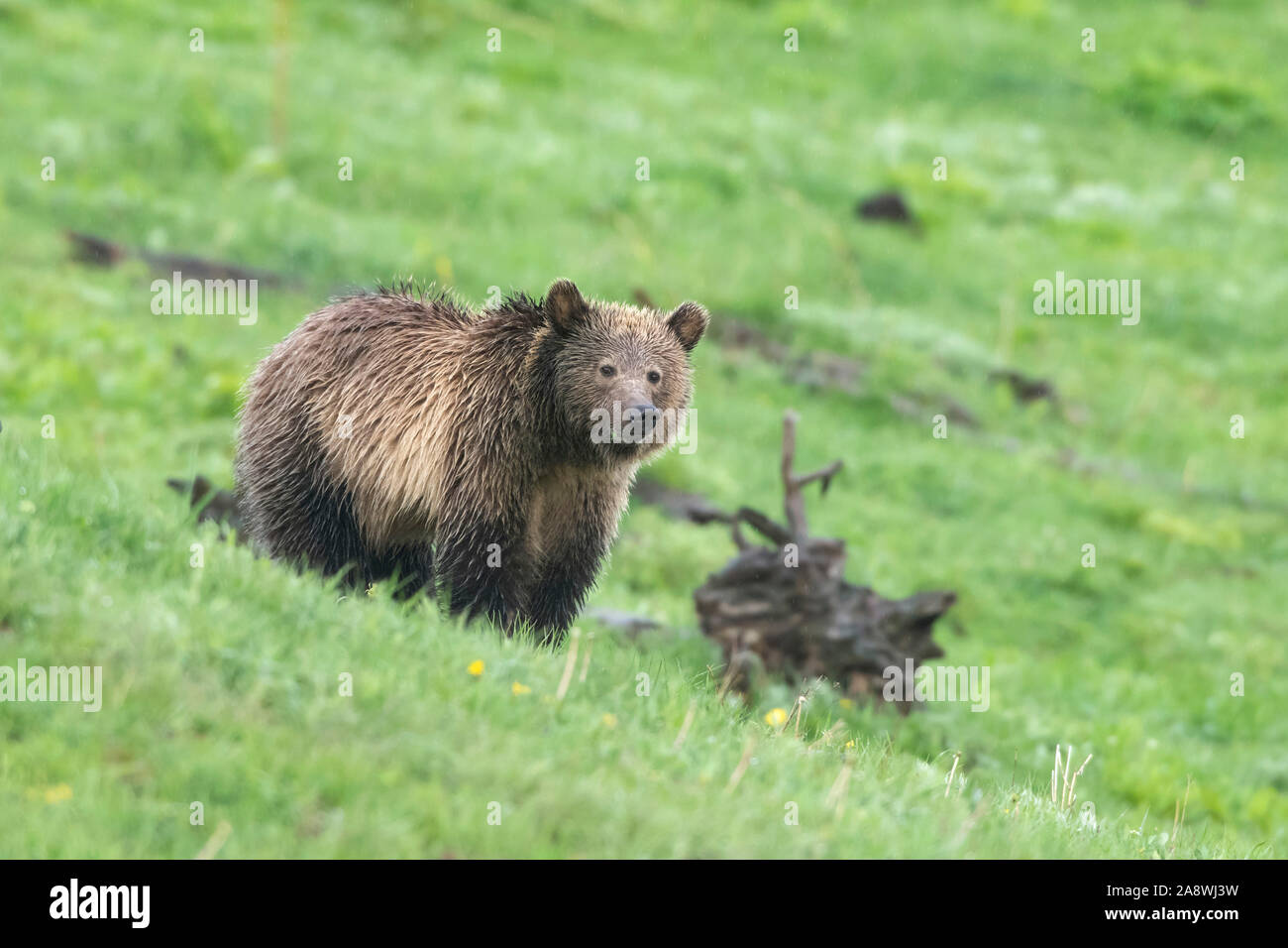 Grizzly Bear (Ursus arctos horribilis).  Yellowstone National Park, Wyoming, USA. Stock Photo