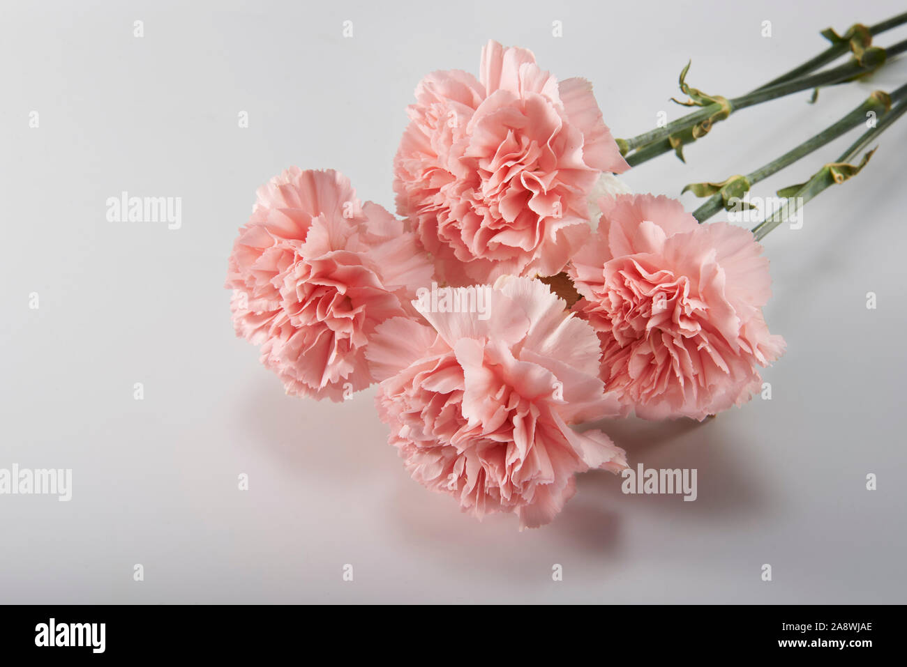 Blooming Carnation Stock Photo