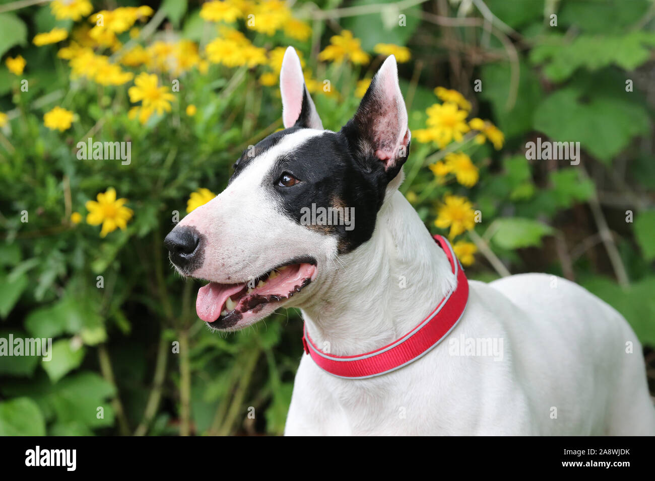 English Bull Terrier Profile High Resolution Stock Photography and ...