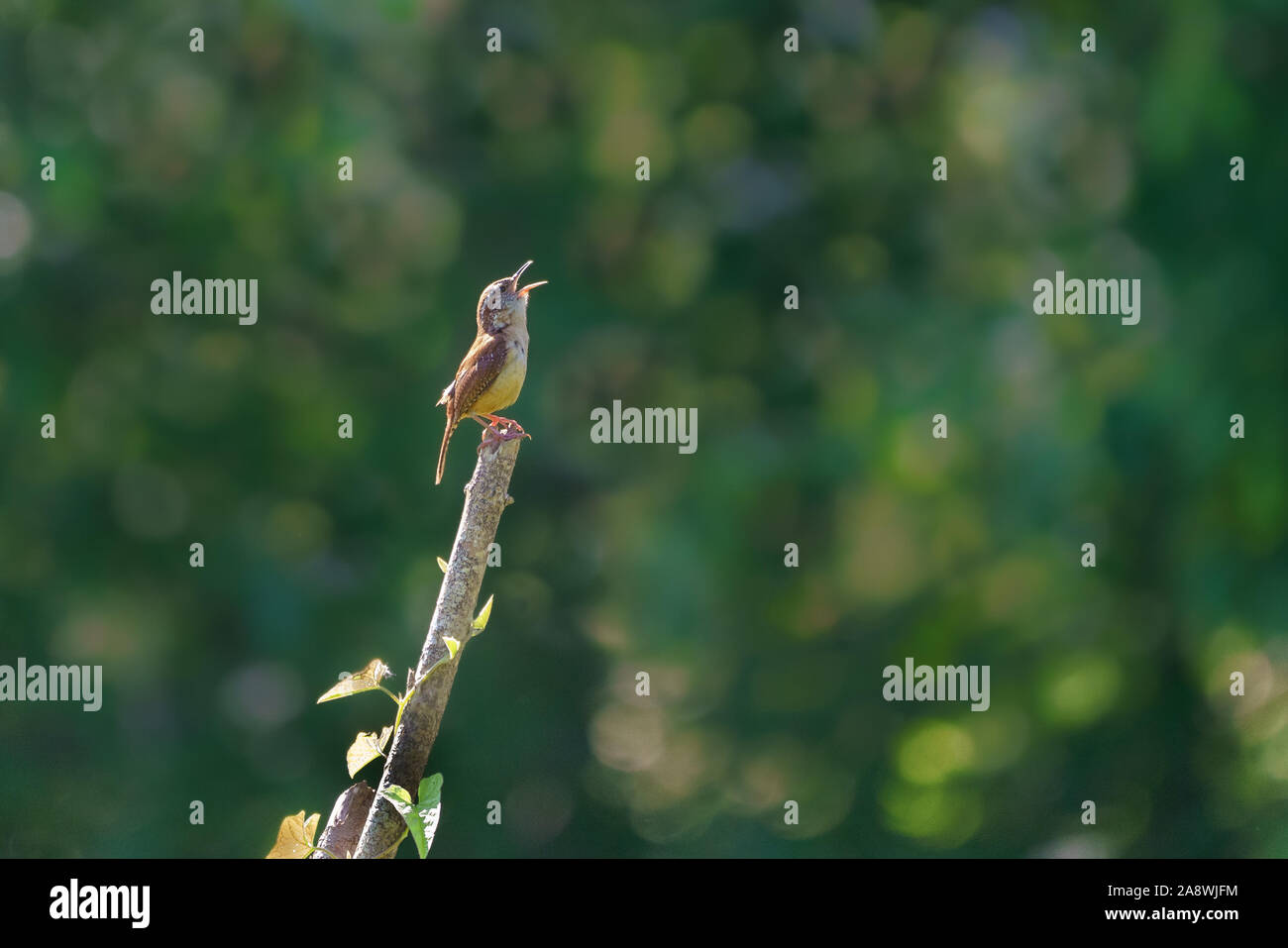 Carolina wren perched on branch singing. Stock Photo