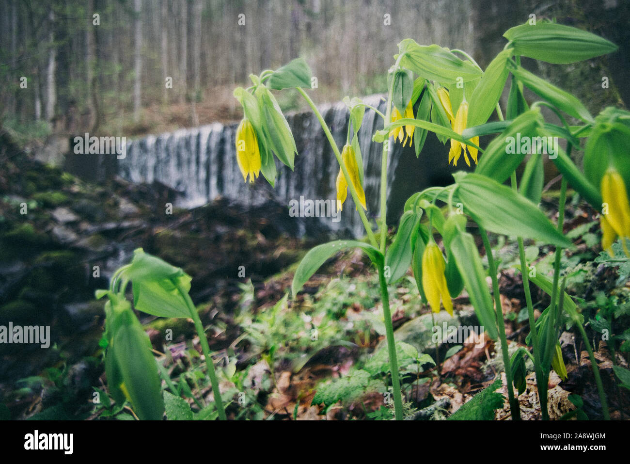 Native wildflowers, yellow bellwort, and waterfall. Stock Photo