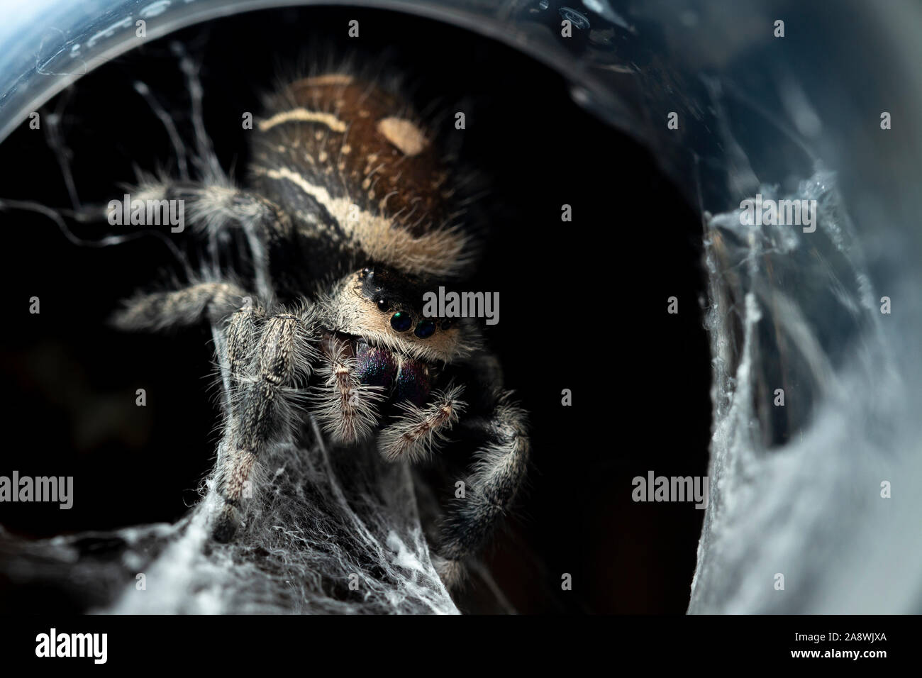 Regal Jumping Spider (Phidippus regius) Stock Photo