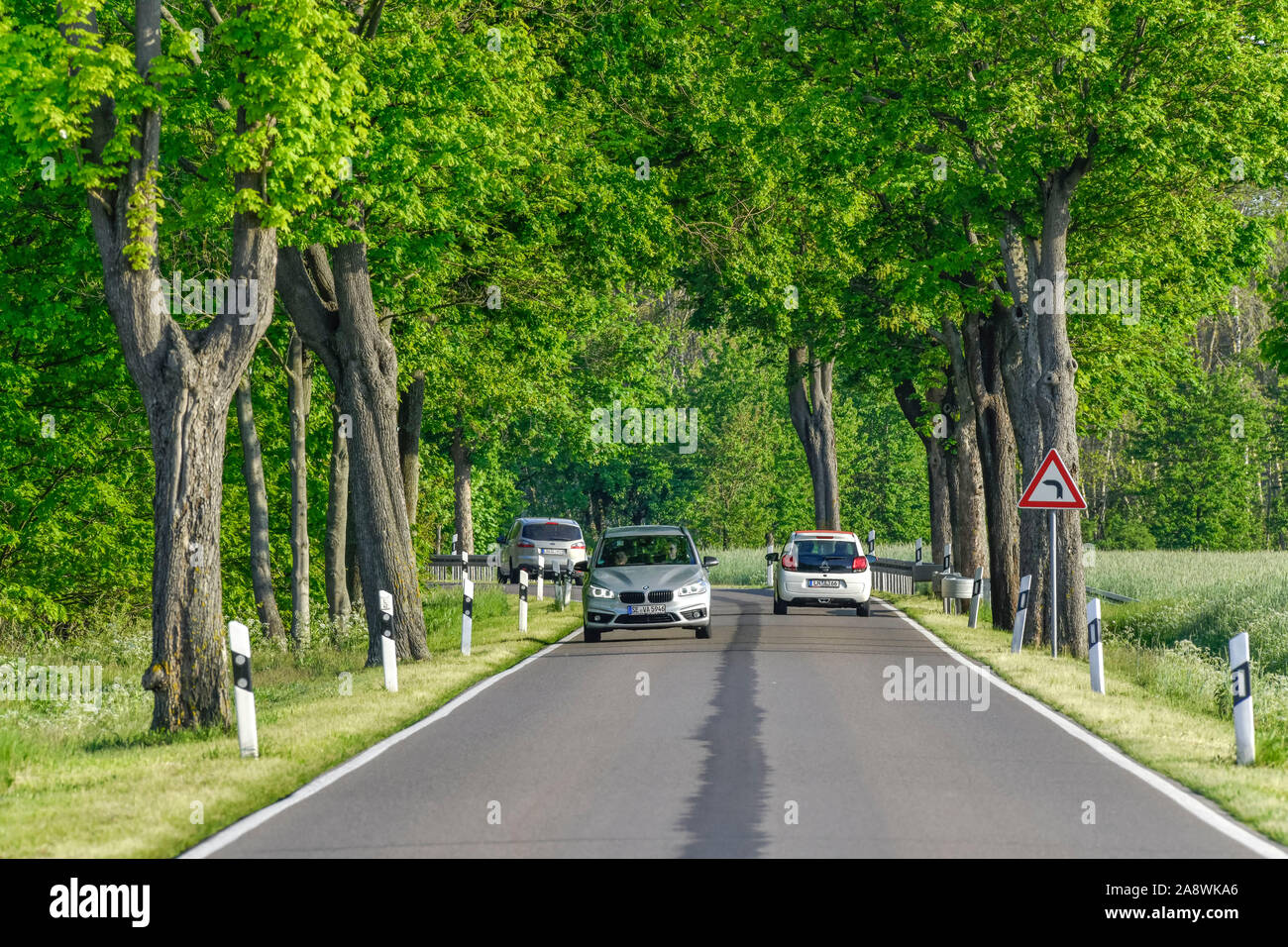Allee, Bäume, Straße nahe Schlepzig, Spreewald, Brandenburg, Deutschland Stock Photo