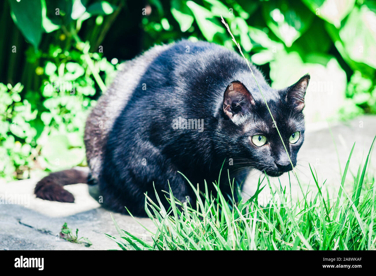 Big black cat hi-res stock photography and images - Alamy