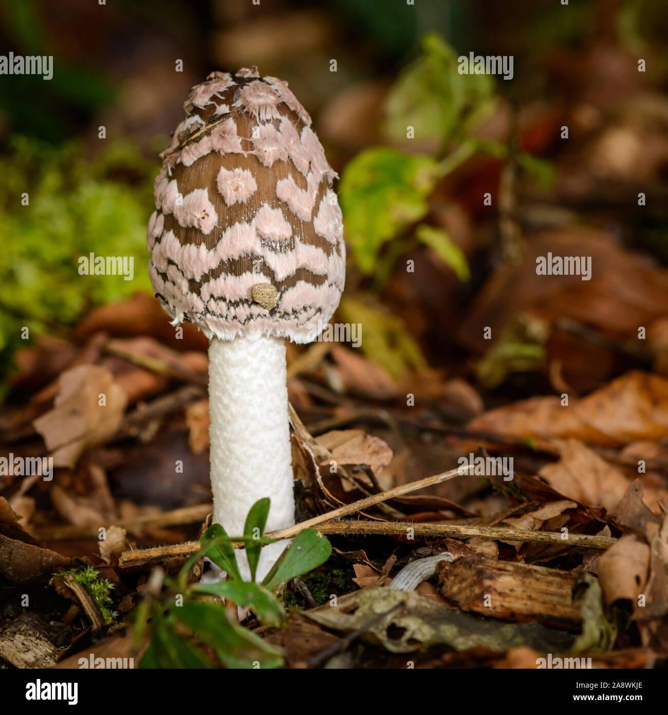 Beautiful poisonous Coprinopsis Picacea, Magpie fungus mushroom. Stock Photo