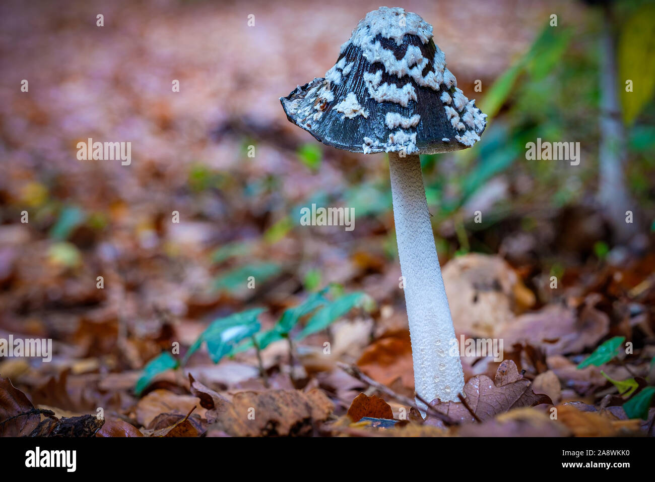 Beautiful poisonous Coprinopsis Picacea, Magpie fungus mushroom. Stock Photo