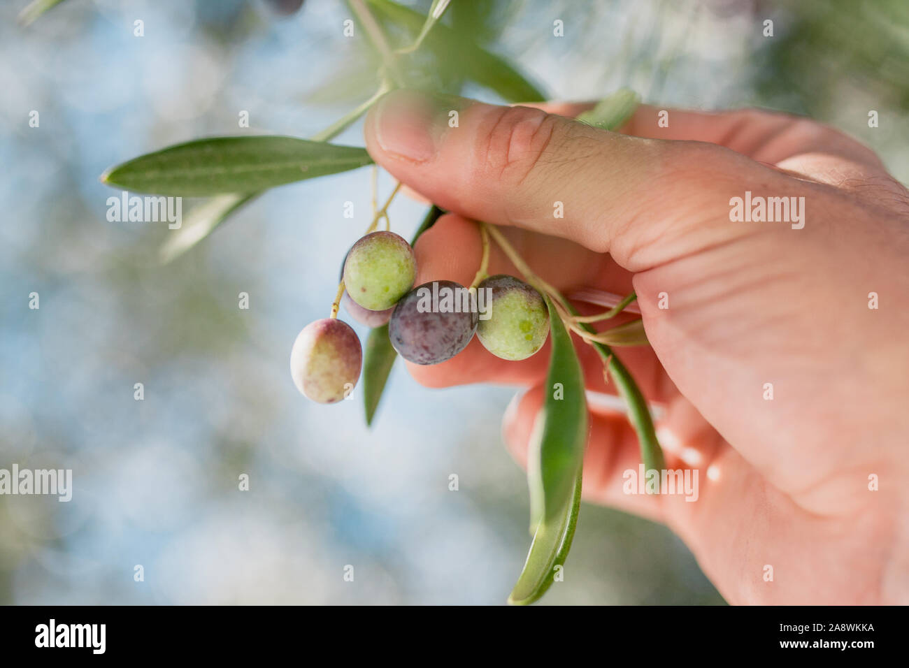 Hand holding olive branch hi-res stock photography and images - Alamy