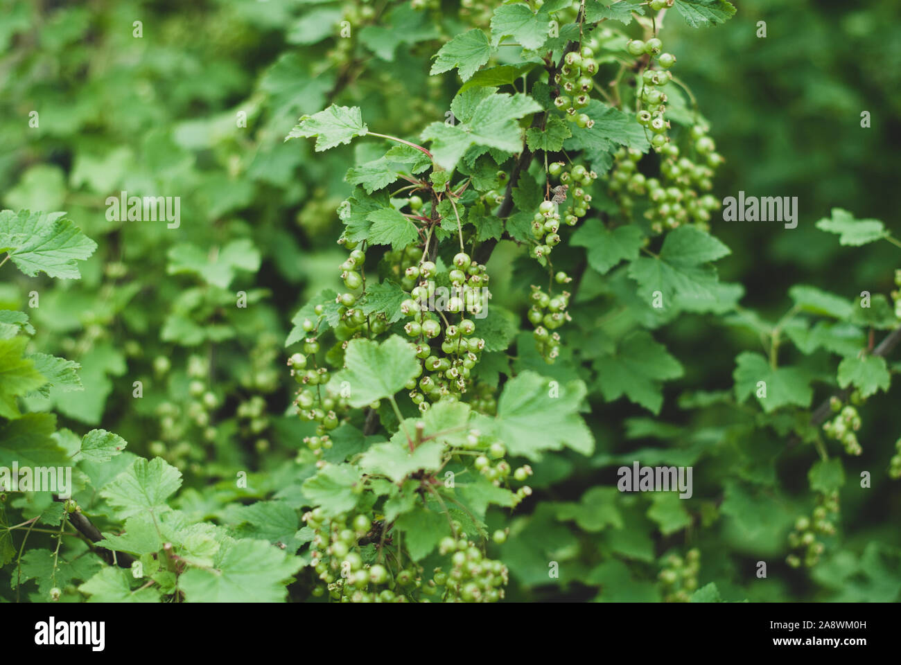 Soft fruit berries -  white currants growing on the plant Stock Photo