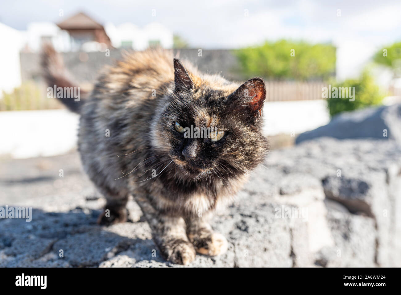 portrait of cute fluffy cat on rough stone wall Stock Photo