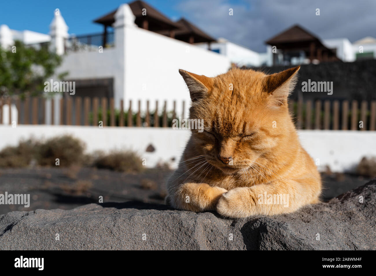 close-up front view of red cat sleeping on rough stone wall Stock Photo