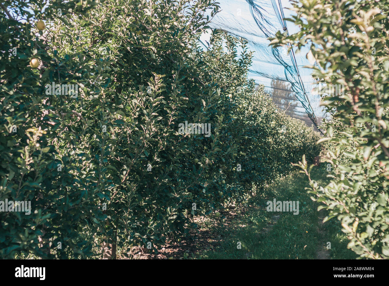 Agricultural farm in the south of France growing apples for the