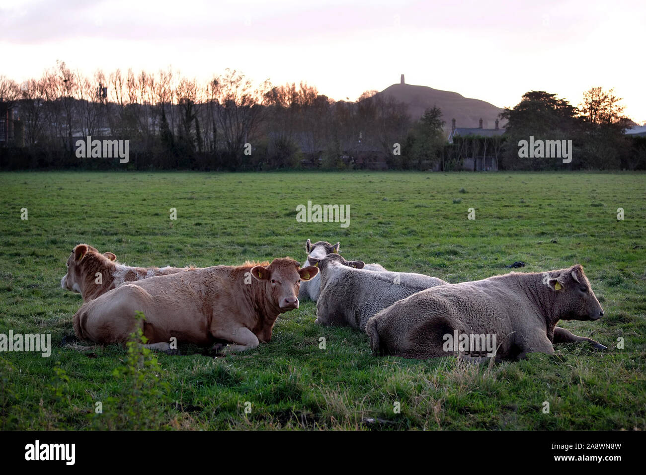 November2019 - Huddle of bulls near Glastonbury with the Tor in the background Stock Photo