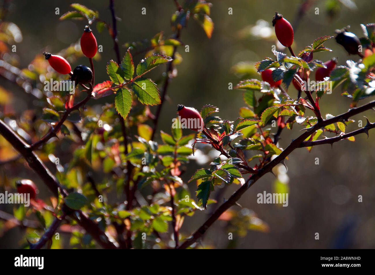Rose hip bush hi-res stock photography and images - Alamy