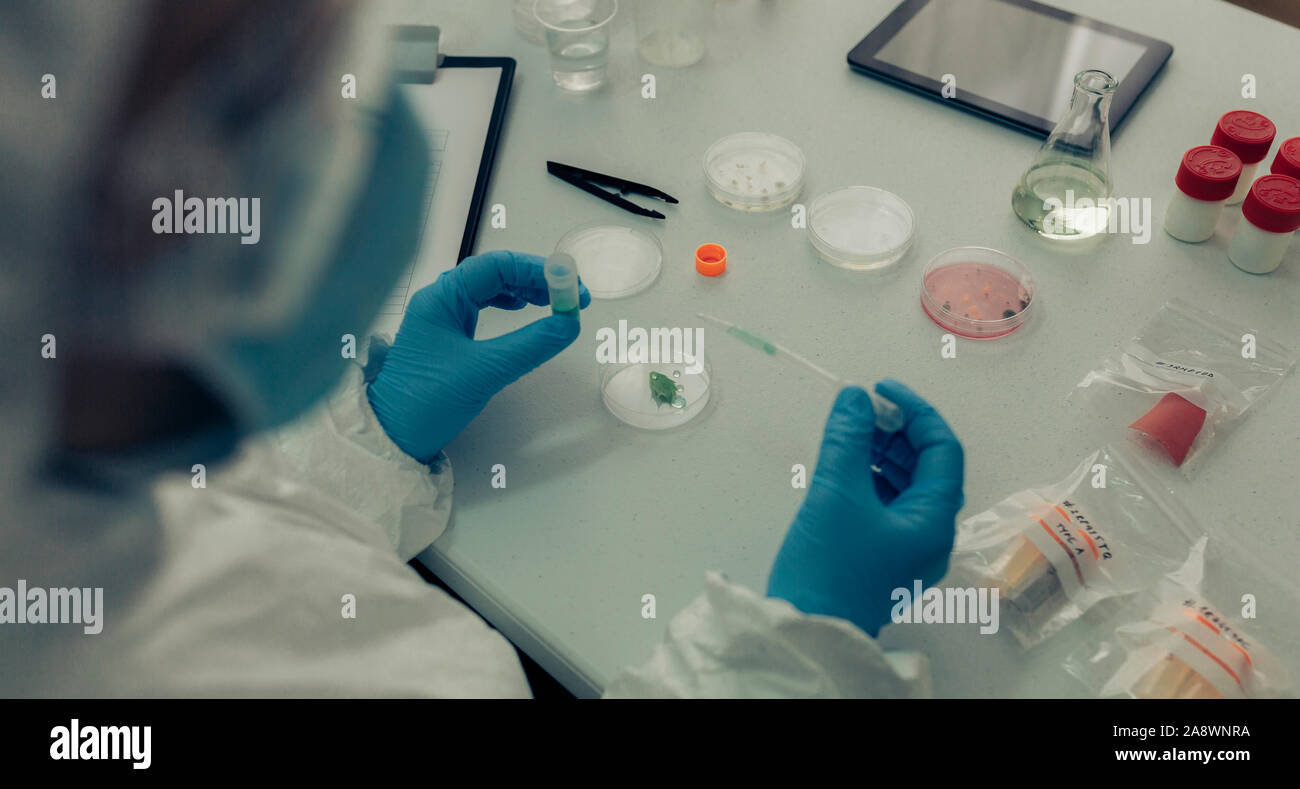 Scientist testing antivirus in a laboratory Stock Photo
