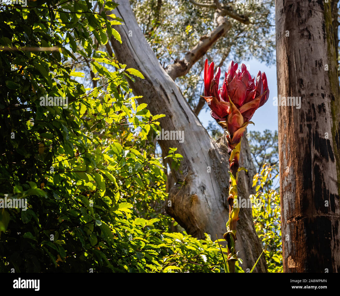 Red flowering spike of the Australian Gymea Lily plant Stock Photo Alamy