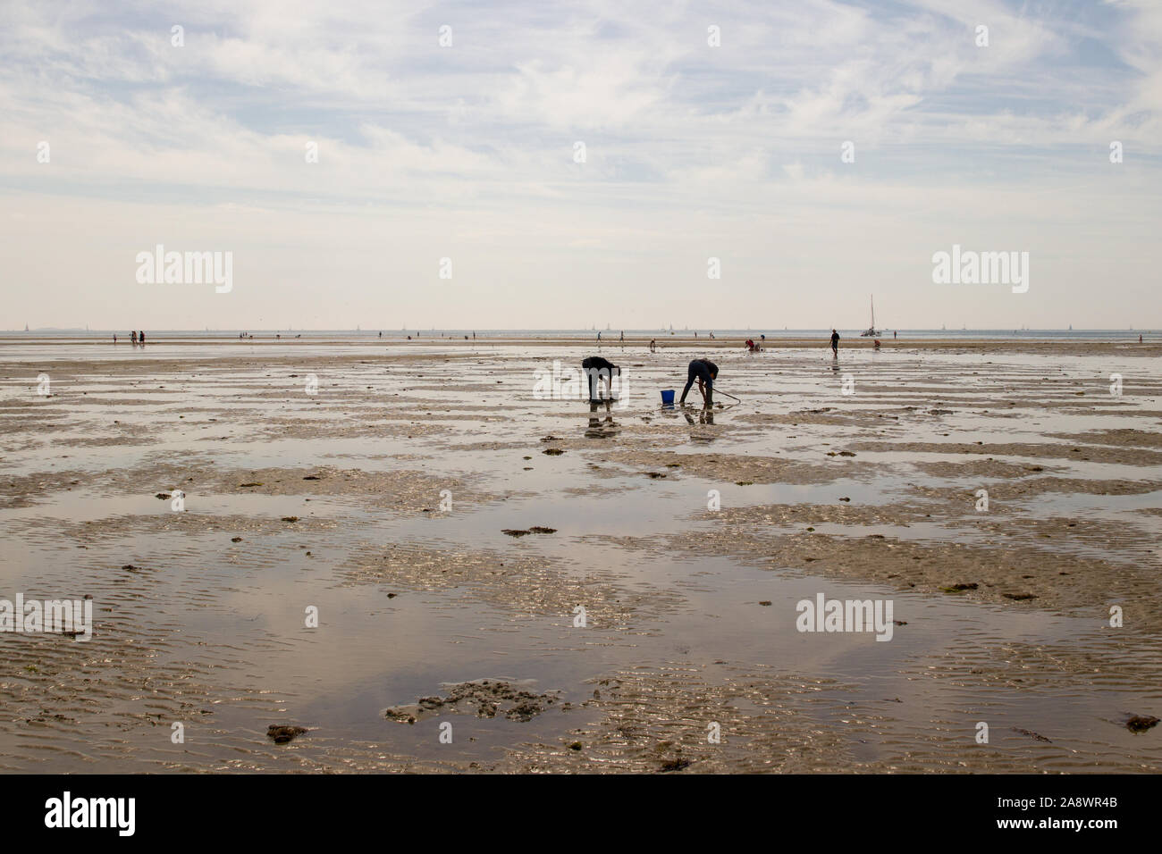 Collecting shells on the beach at low tide Stock Photo - Alamy