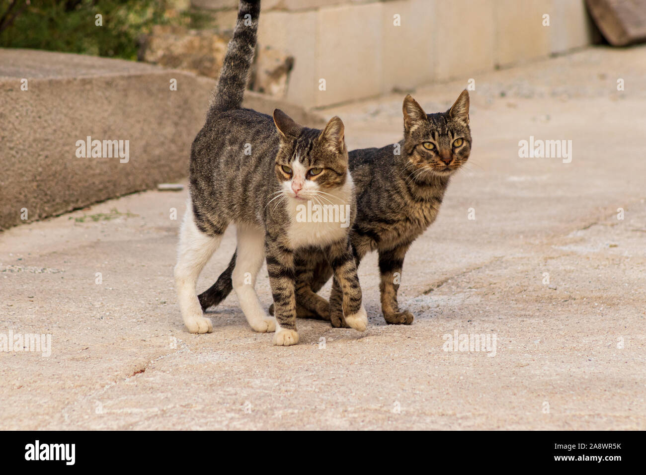 Felis silvestris catus, Spanish Rural Cats Stock Photo