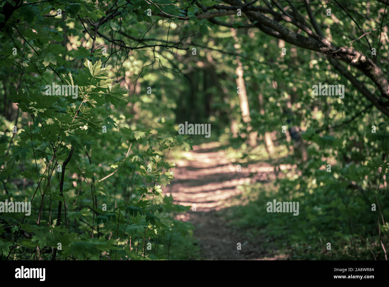 Summer green forest Stock Photo - Alamy