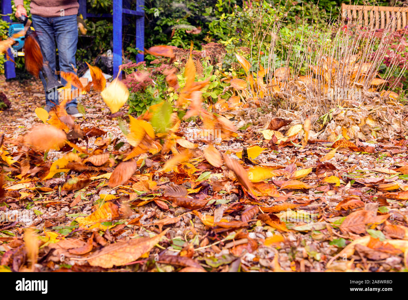 Gardener using petrol blower blowing and clearing autumn fall leaves from garden yard path pathway Stock Photo